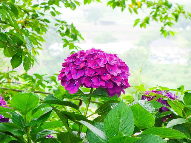 繡球花公園