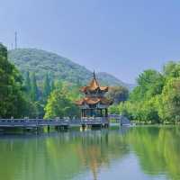 「星湖竹林：春天好去處，攝影愛好者的天堂」