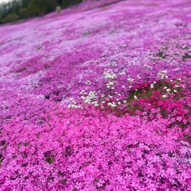 Hokkaido 🌸Higashimokoto Shibazakura