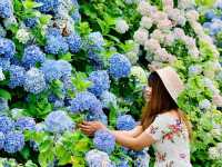 Ajisai @ Hydrangea in Niigata 