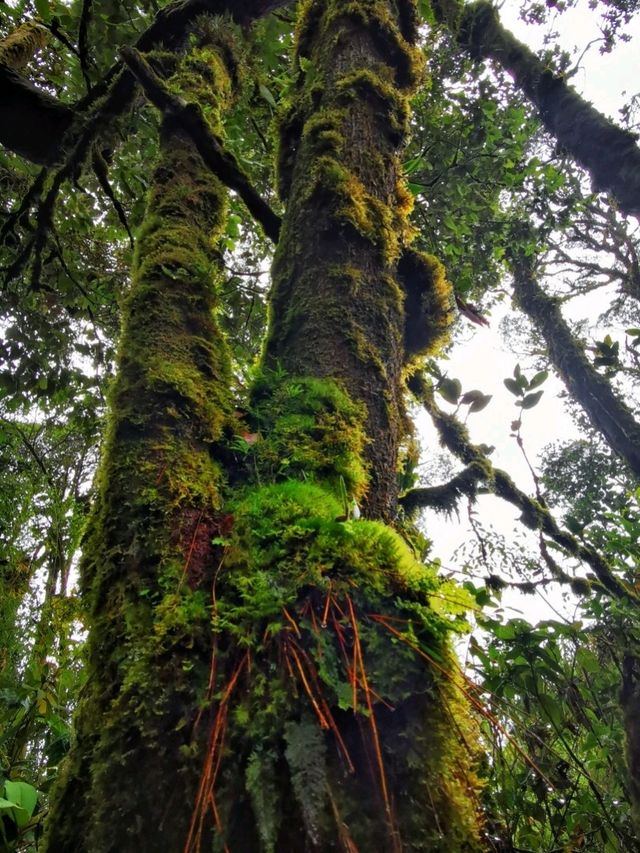 Enchanting Nature Preserve in Cameron Highland