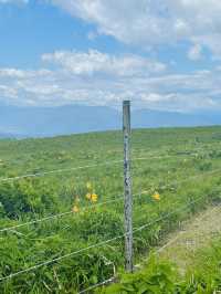【長野県/諏訪市　夏でも涼しい霧ヶ峰に咲く黄色い花”ニッコウキスゲ”】