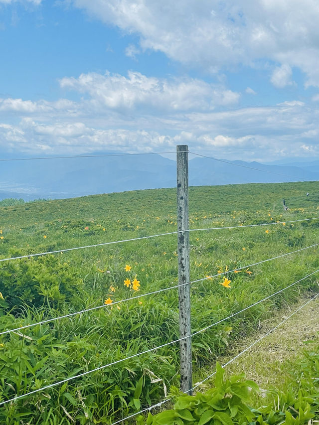 【長野県/諏訪市　夏でも涼しい霧ヶ峰に咲く黄色い花”ニッコウキスゲ”】