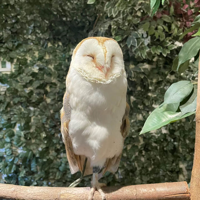 掛川花鳥園♥️鳥鳴蝴舞