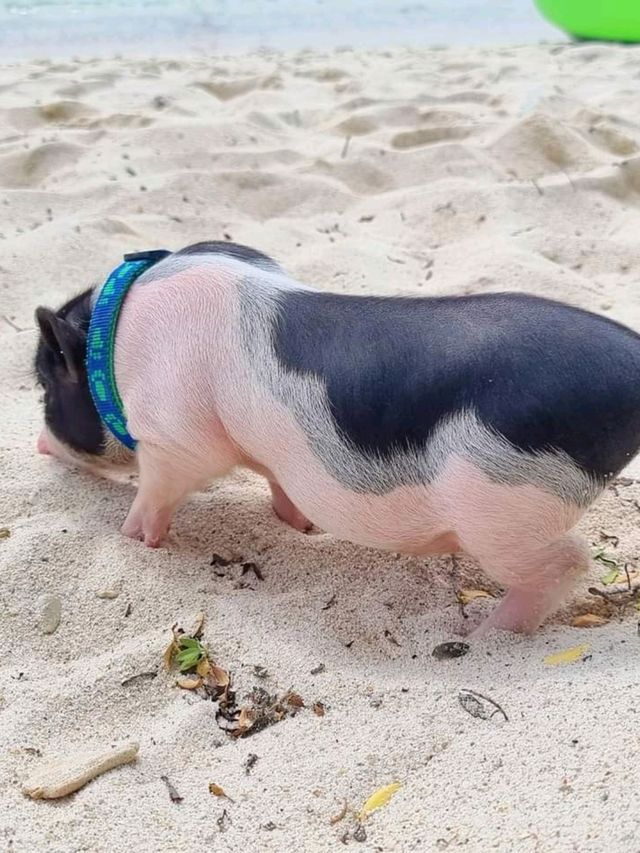 เกาะที่มีหมู เกาะไผ่ 
