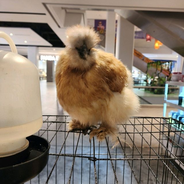 petting zoo in d mall