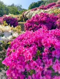 【福井】🌸 鯖江の西山公園でつづじ祭りを満喫！🌸 