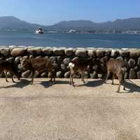 【宮島】神聖島，理想旅遊目的地
