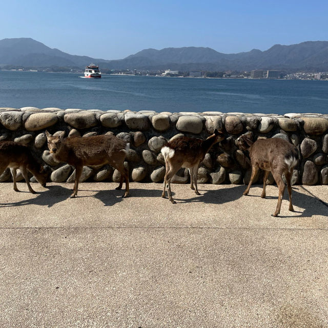 【宮島】神聖島，理想旅遊目的地