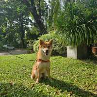 แจกโลเคชั่นกินเที่ยวกับสัตว์เลี้ยง