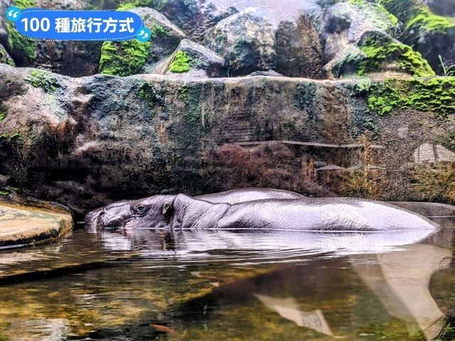 台北-大人小孩都喜歡的最佳親子景點：台北市立動物園