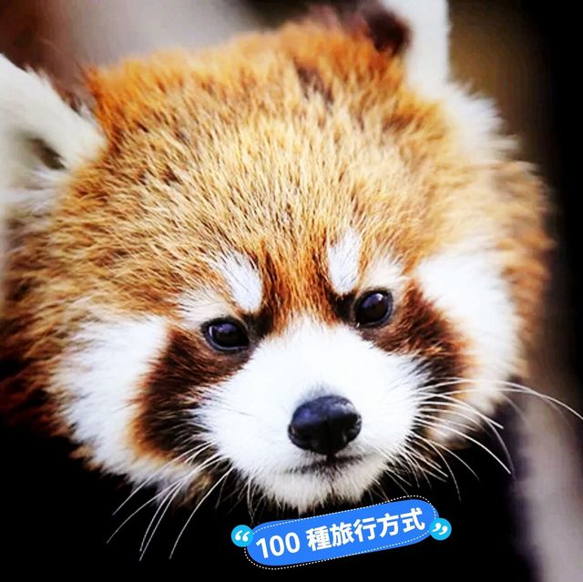 旭山動物園的生態 🦁