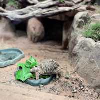 【台湾】充分な広さにびっくり台北動物園🐱