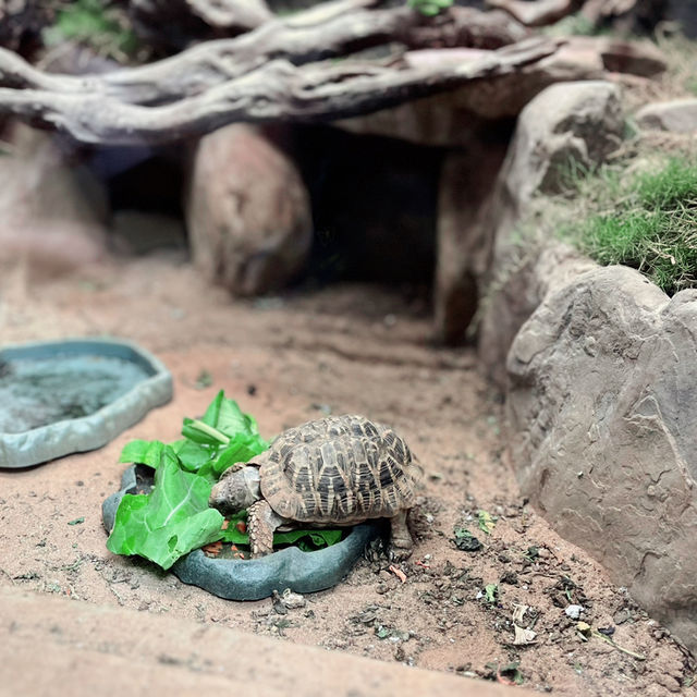 【台湾】充分な広さにびっくり台北動物園🐱