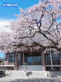 名古屋小眾🌸賞櫻景點-香積院