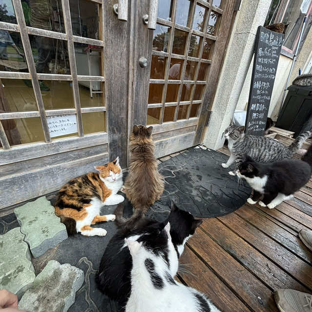 猫の楽園 [田代島]