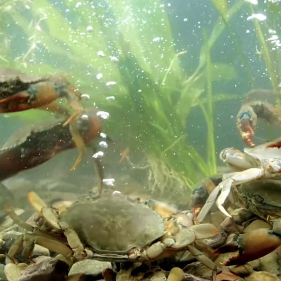 老船長肉蟹煲🦀🦀