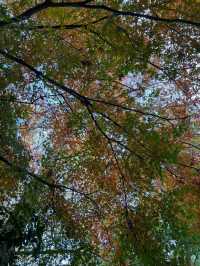 가을엔 무조건 가야할 📍상해 중산공원(中山公园)🍂🍁