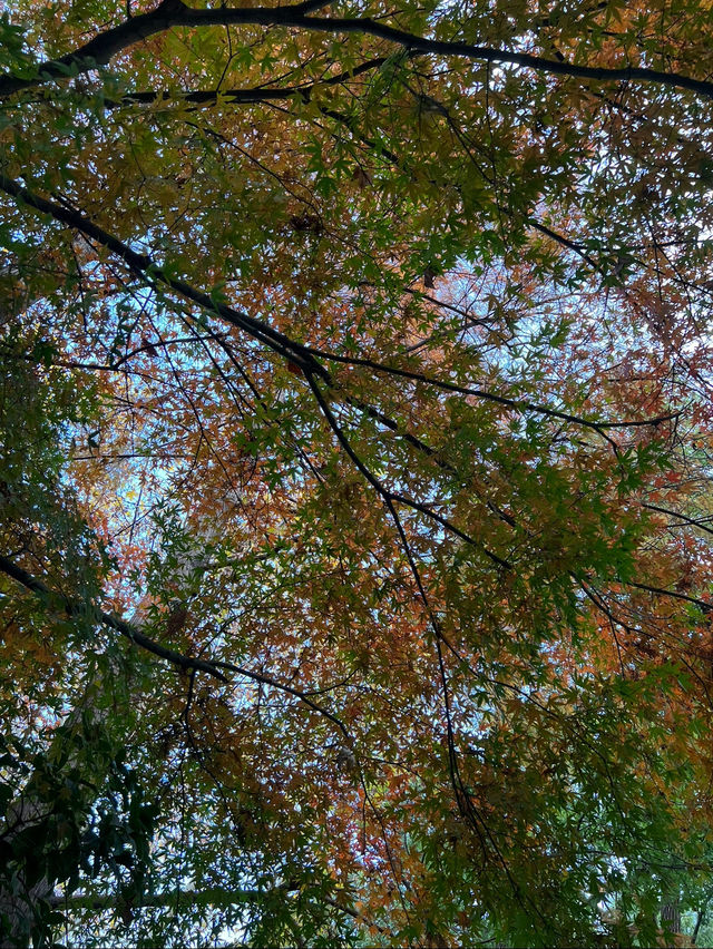 가을엔 무조건 가야할 📍상해 중산공원(中山公园)🍂🍁
