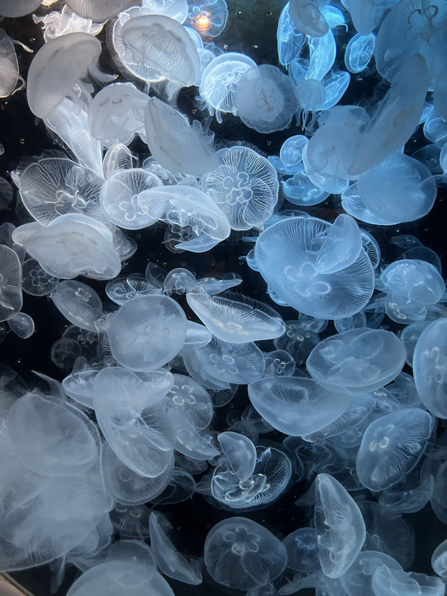 【鹿児島】いおワールドかごしま水族館
