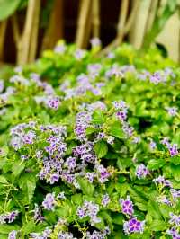 【金鐘】香港公園：期間限定香花展覽
