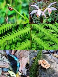 A challenging misson: my maiden hike to the Mount Ophir 🌿 