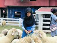 THE SCENERY VINTAGE FARM 
