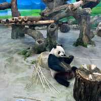 【台北動物園】 台北市立動物園😎
