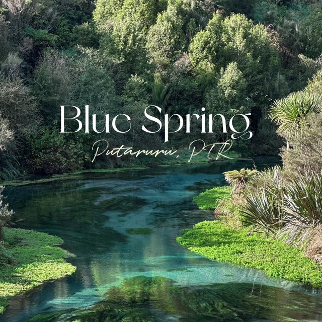 New Zealand Blue Spring