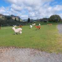 Must-visit places in Agrodome