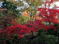 Fall colours at Yahiko Park, Niigata