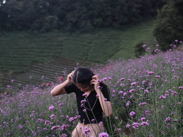 รับลมหนาว ชมสวนดอกไม้ แม่ริม เชียงใหม่🌸