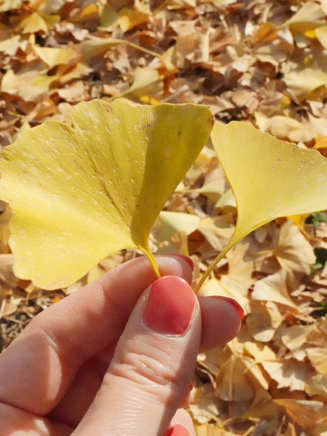 東京｜都心からアクセスしやすい紅葉スポット🍁