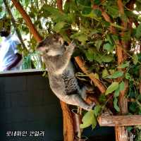 호주 브리즈번 로네파인 코알라 상투아리🇦🇺