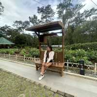 Baguio Botanical Garden: 