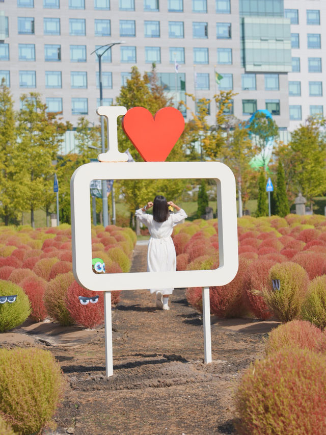 (실시간) 청주에서 한시간정도! 동글동글 귀여운 댑싸리밭❤️