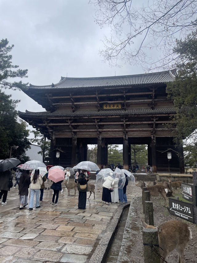 NARA🦌 in One Day: Where History and Nature Embrace
