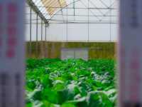 เที่ยวลาวใต้ ไป ARGO VAGE FARM