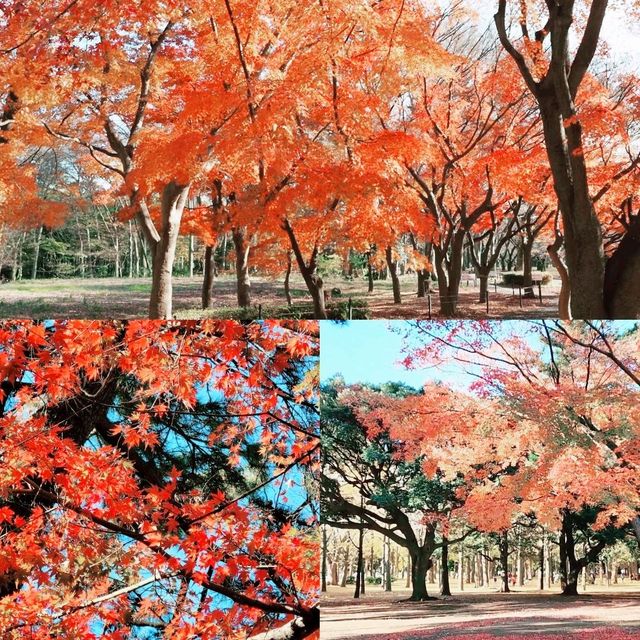 東京賞楓之行