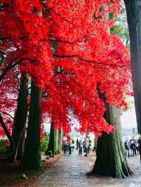 📍長野　真っ赤な紅葉が見られる長円寺