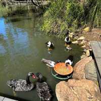 Adelaide Cleland Wildlife Park