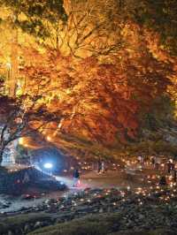 【紅葉特集】これ無料でいいの⁉️一生に一度は見たい紅葉ライトアップ🍁✨