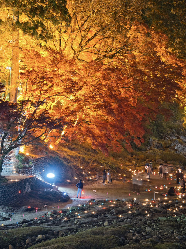 【紅葉特集】これ無料でいいの⁉️一生に一度は見たい紅葉ライトアップ🍁✨