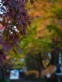【栃木×佐野】参道に広がるグラデーション紅葉の絶景🍁