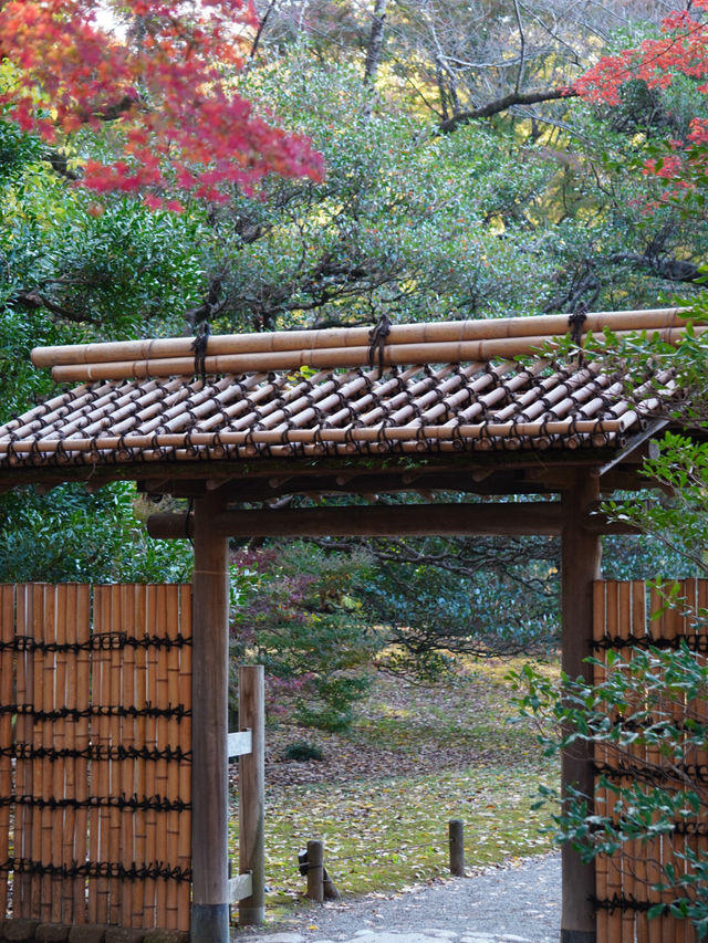 【東京×紅葉】  六義園  素晴らしい雪吊りと紅葉のリフレ