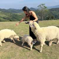 🐑 “อาข่า ฟาร์มวิลล์” ฟาร์มแกะเปิดใหม่เชียงราย 