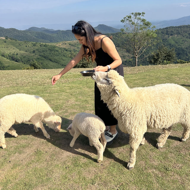 🐑 “อาข่า ฟาร์มวิลล์” ฟาร์มแกะเปิดใหม่เชียงราย 