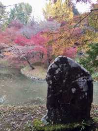 【豊後大野】密集する紅葉に感動✨紅葉の名所✨