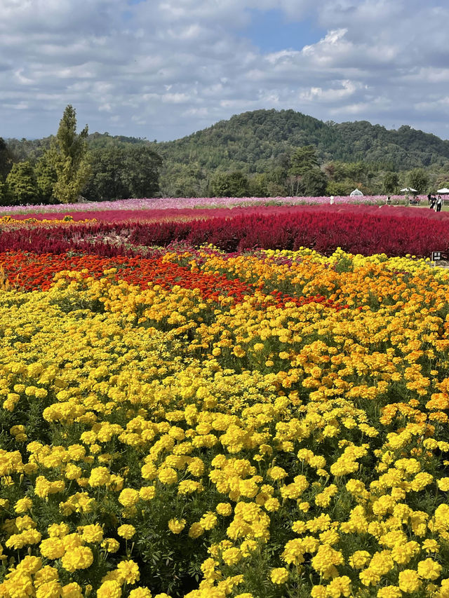 広島観光🥰美しいお花のパッチワークが素敵🥹🌸💐🫶