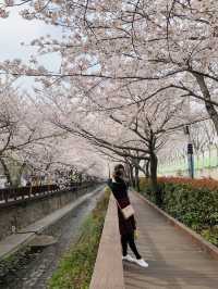 A Stroll Through the Sakura Wonderland of Yeojwacheon River